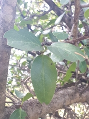 Ximenia caffra caffra