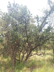 Ximenia caffra caffra
