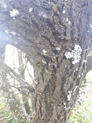 Ximenia caffra caffra