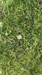 Bellis perennis