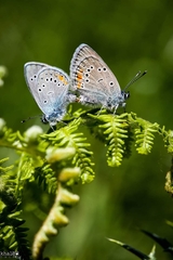 Cyaniris semiargus bellis