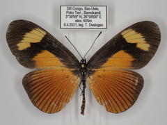 Acraea tellus tellus