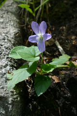 Viola pyrenaica