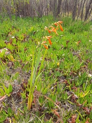 Crocosmia aurea aurea