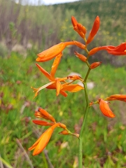 Crocosmia aurea aurea