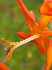 Crocosmia aurea aurea