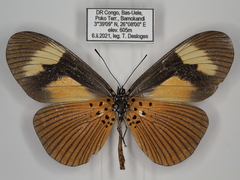 Acraea tellus tellus