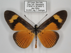 Acraea tellus tellus