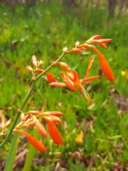 Crocosmia aurea aurea