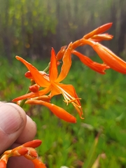 Crocosmia aurea aurea