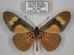 Acraea tellus tellus