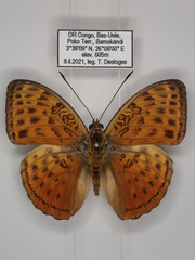 Bebearia zonara