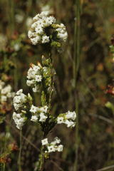 Erica daphniflora