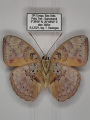 Bebearia zonara