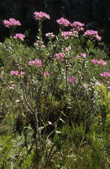 Senecio speciosissimus