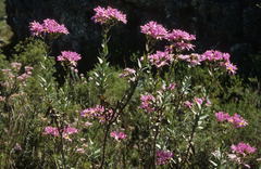 Senecio speciosissimus