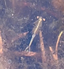 Eubranchipus oregonus