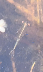 Eubranchipus oregonus