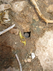 Hemilepistus klugii