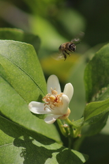 Apis mellifera