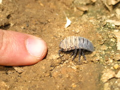 Hemilepistus klugii