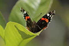 Vanessa atalanta