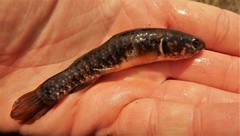 Umbra limi