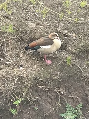 Alopochen aegyptiaca