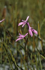 Disa obliqua