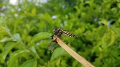 Palpopleura