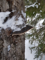 Phellinus populicola