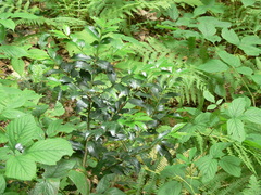 Ilex colchica