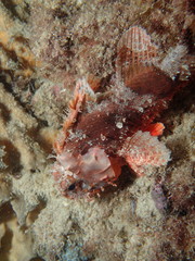 Scorpaena sumptuosa