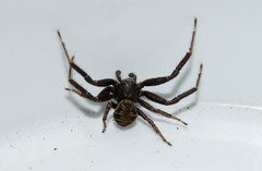 Xysticus thessalicoides