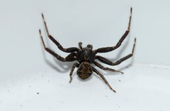 Xysticus thessalicoides