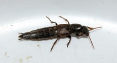 Ocypus sericeicollis