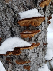Phellinus abietis