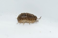 Armadillidium insulanum