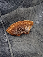 Phellinus abietis