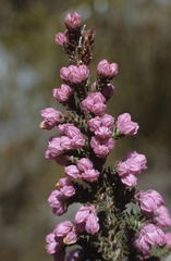 Erica tegulifolia
