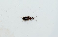 Hirticomus hispidus