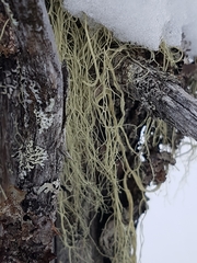 Ramalina thrausta