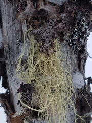 Ramalina thrausta