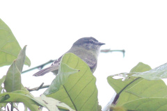 Phyllomyias griseiceps
