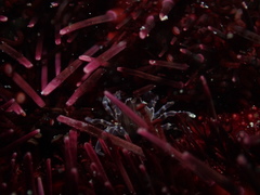 Zebrida