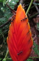 Dolichoderus attelaboides