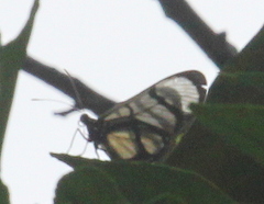 Methona confusa psamathe