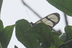 Methona confusa psamathe