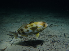 Seriola hippos