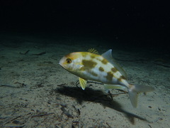 Seriola hippos